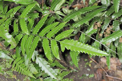 蕨 類 植物 代表 品種|蕨類植物品種詳解：種類、特徵和生長環境 